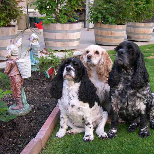 Mohawk, LadyBug and Zelda- Bakersfield