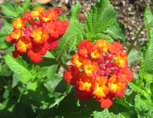 lantana