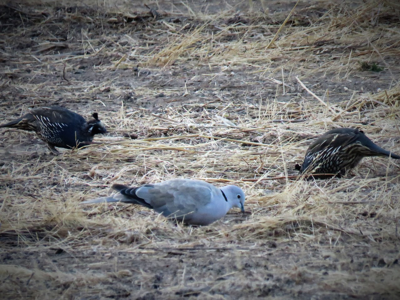 dove and quail