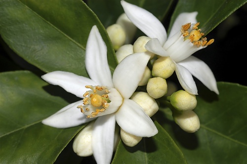 orange blossom