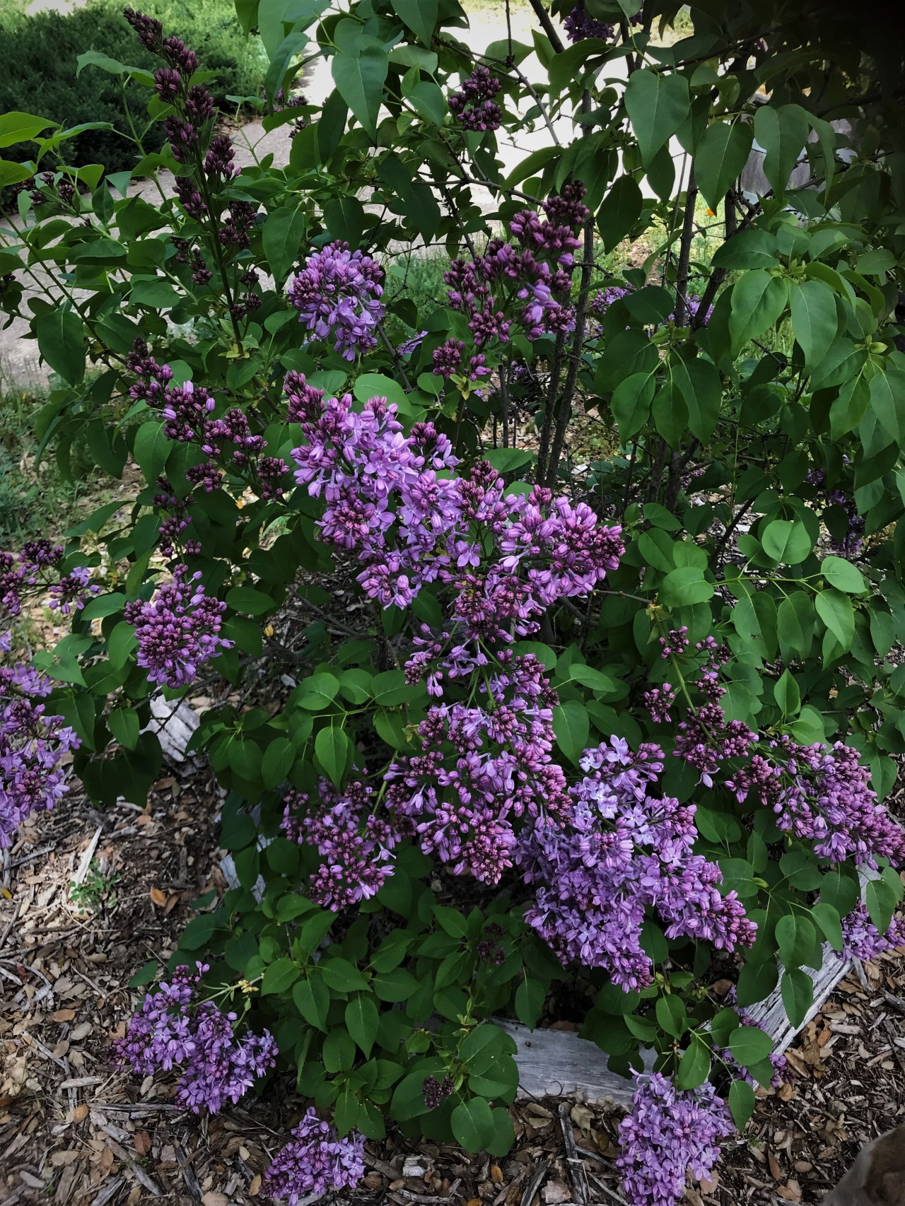 lilacs