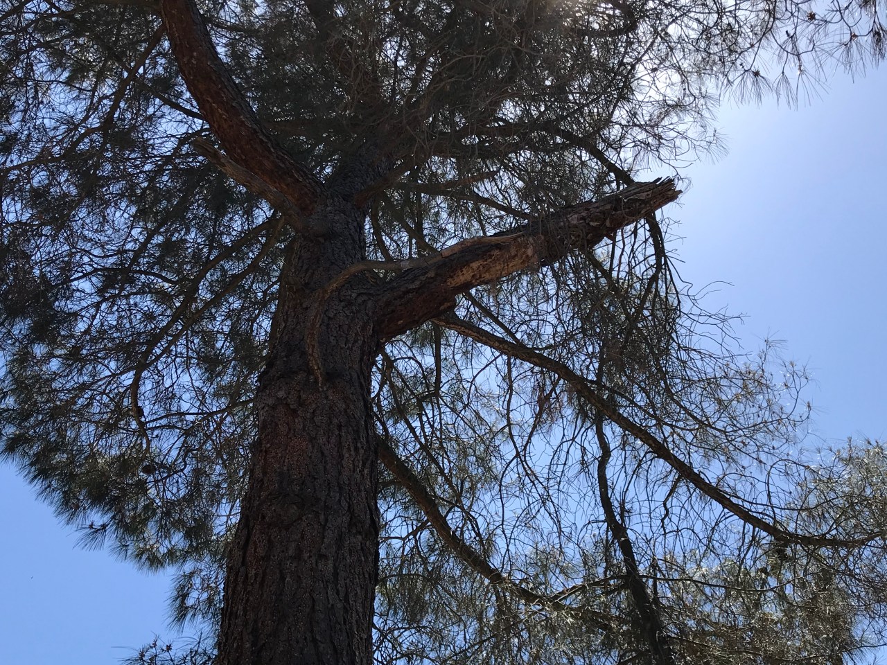 The 5-Point Squirrel&nbsp;Shot