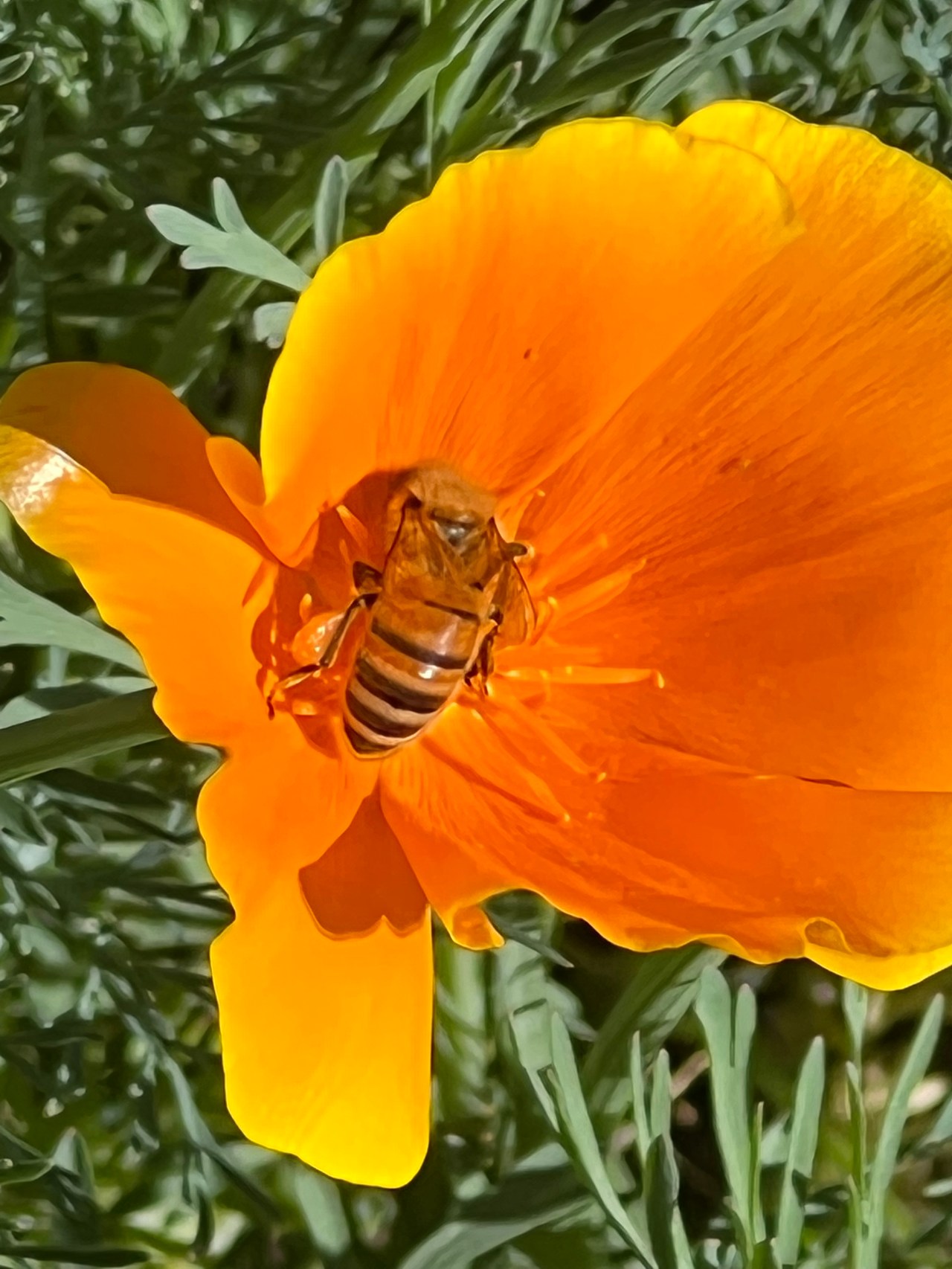 Honey on the Rock (in my&nbsp;stomach)